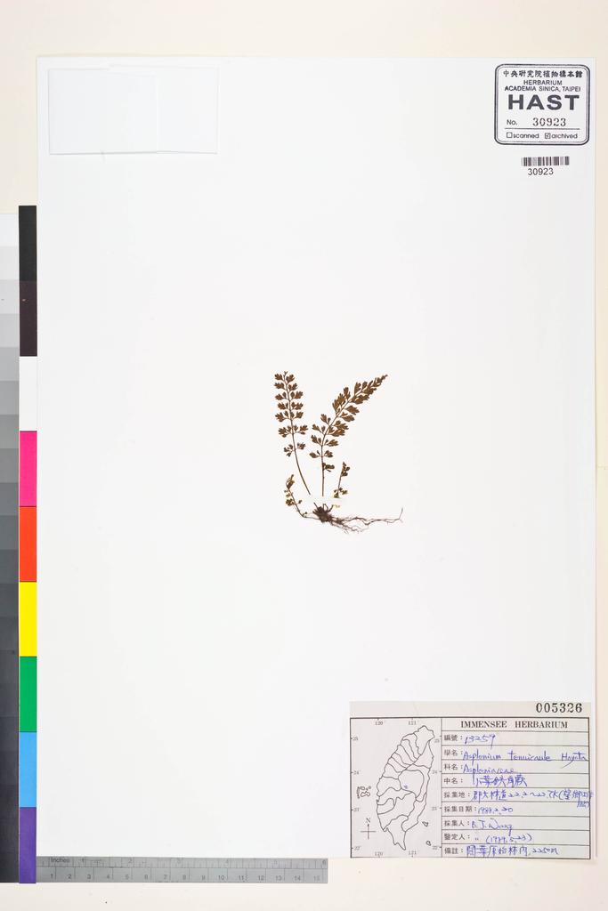 <Unit #84562 Wang, Bi-Jao | 王弼昭 | 13259:: | Asplenium tenuicaule Hayata>