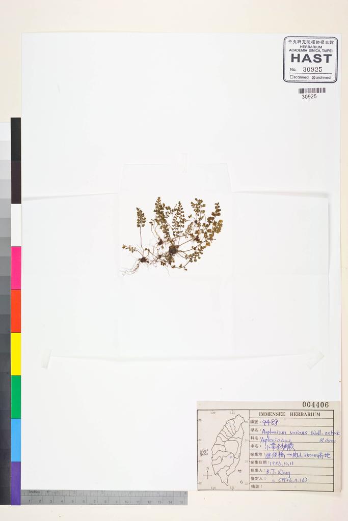 <Unit #84560 Wang, Bi-Jao | 王弼昭 | 9488:: | Asplenium tenuicaule Hayata>