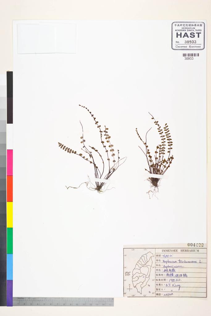 <Unit #83468 Wang, Bi-Jao | 王弼昭 | 4852:: | Asplenium trichomanes L.>