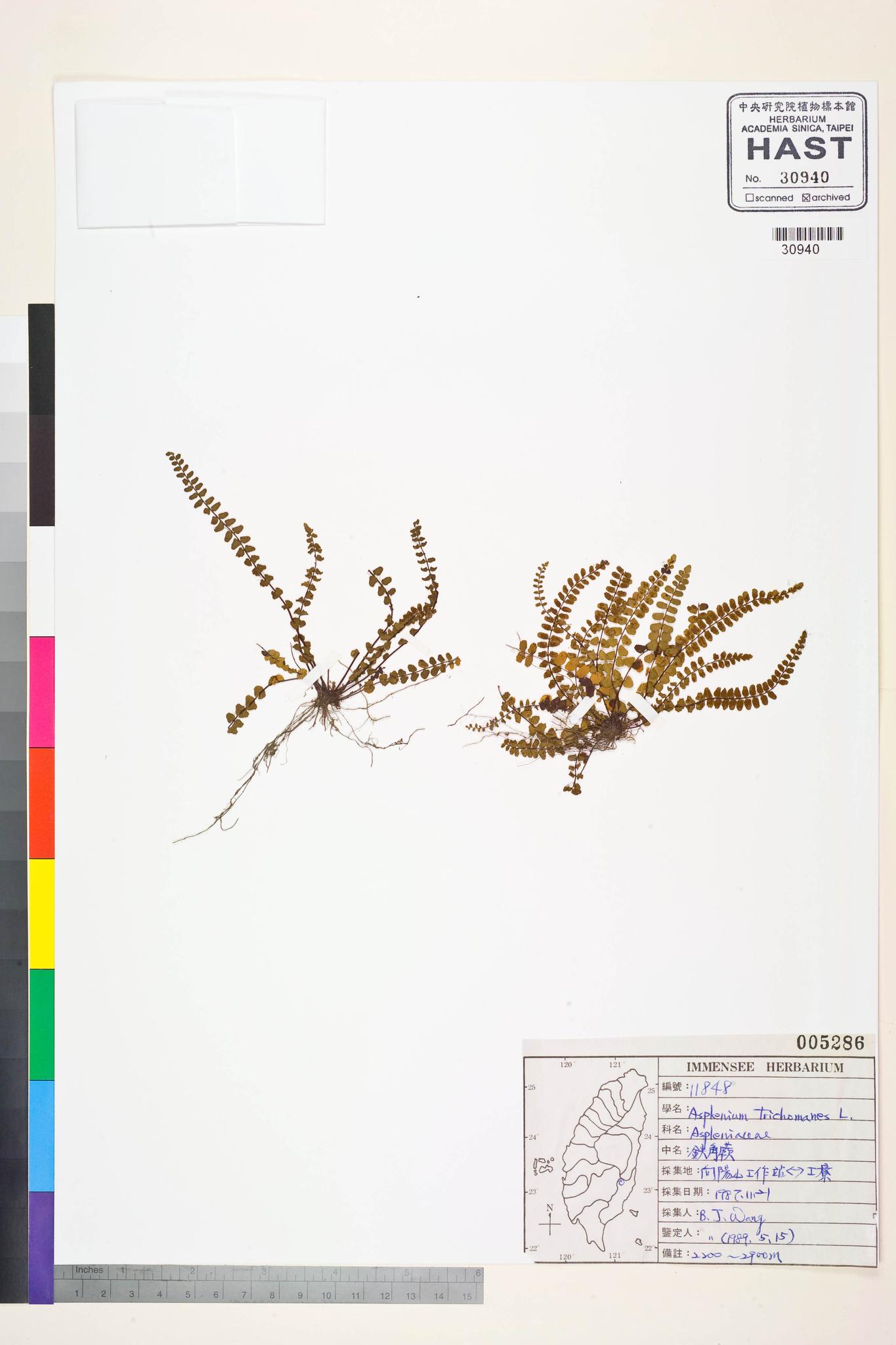 Sample image for viewer