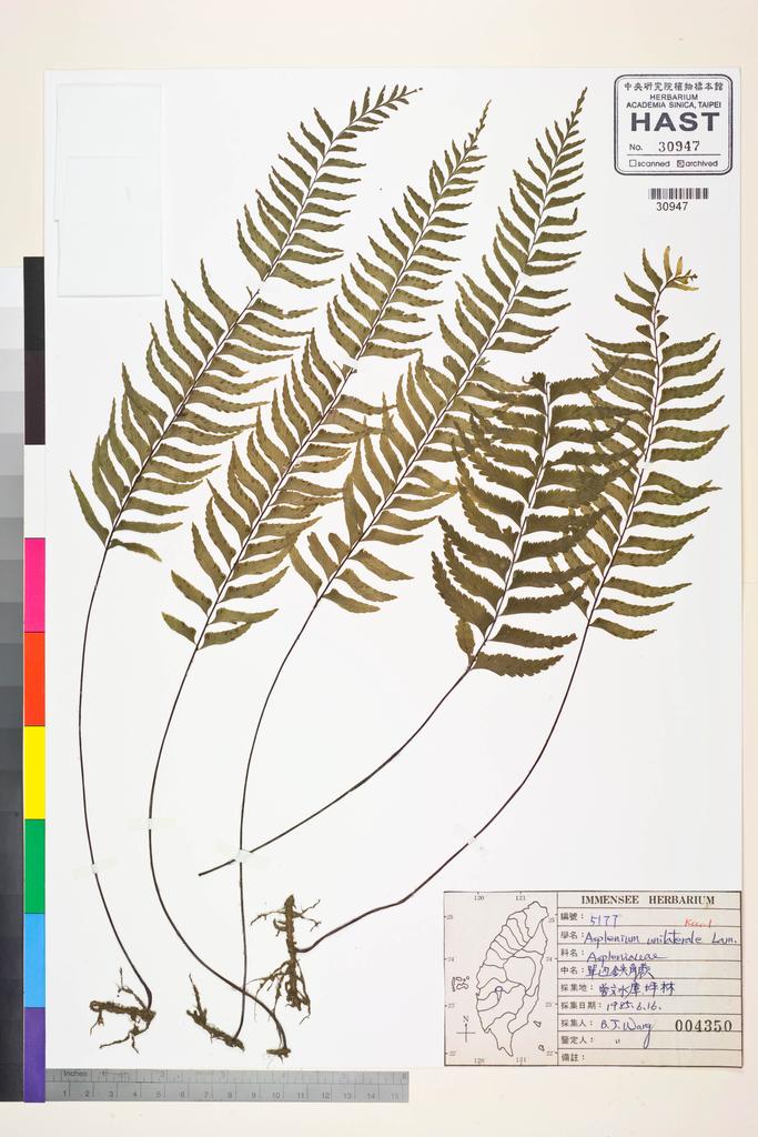 <Unit #83544 Wang, Bi-Jao | 王弼昭 | 5177:: | Asplenium unilaterale Lam.>
