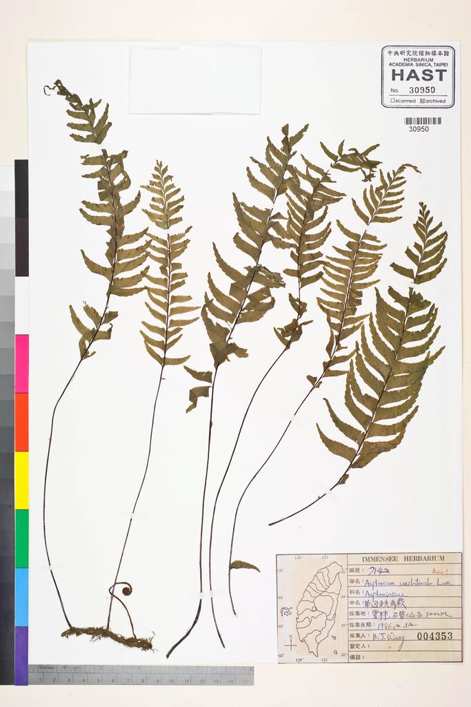 <Unit #83541 Wang, Bi-Jao | 王弼昭 | 7142:: | Asplenium unilaterale Lam.>