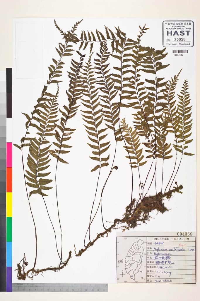 <Unit #42392 Wang, Bi-Jao | 王弼昭 | 4238:: | Asplenium unilaterale Lam.>