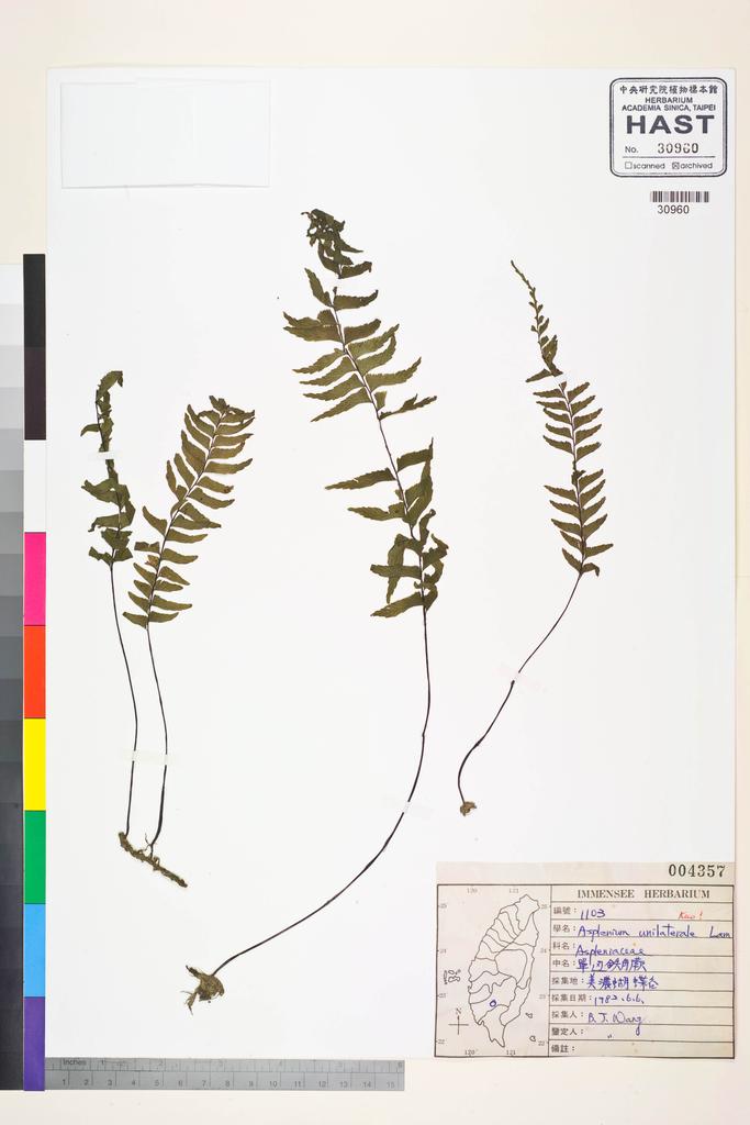 <Unit #83537 Wang, Bi-Jao | 王弼昭 | 1103:: | Asplenium unilaterale Lam.>