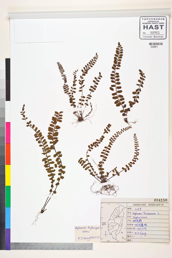 <Unit #36890 Wang, Bi-Jao | 王弼昭 | 69:: | Asplenium tripteropus Nakai>