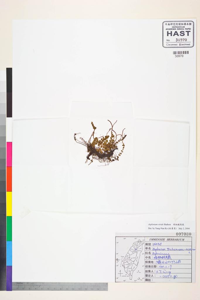 <Unit #83560 Wang, Bi-Jao | 王弼昭 | 14038:: | Asplenium viride Hudson>