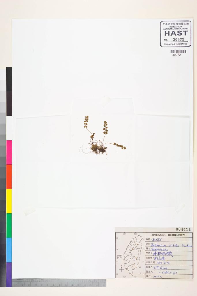 <Unit #83550 Wang, Bi-Jao | 王弼昭 | 8238:: | Asplenium viride Hudson>