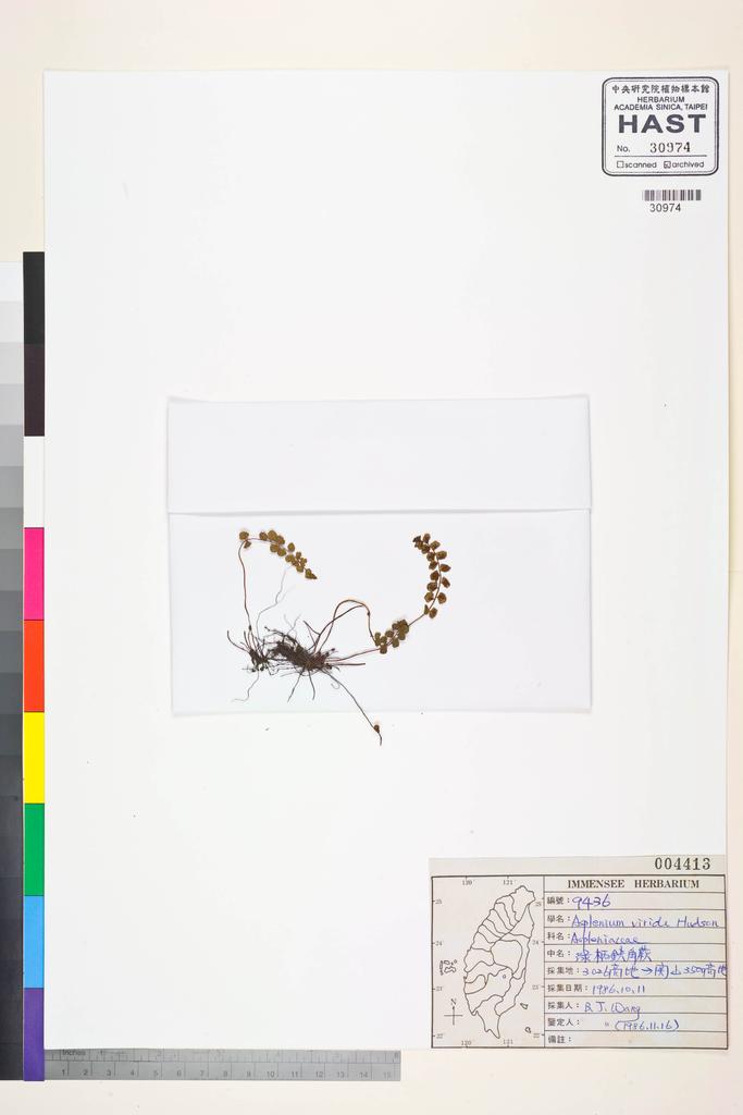 <Unit #83553 Wang, Bi-Jao | 王弼昭 | 9436:: | Asplenium viride Hudson>