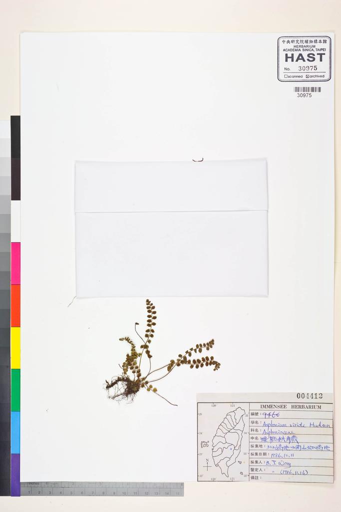 <Unit #83554 Wang, Bi-Jao | 王弼昭 | 9460:: | Asplenium viride Hudson>