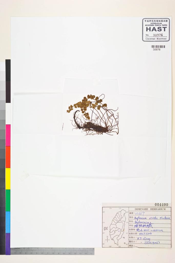 <Unit #83555 Wang, Bi-Jao | 王弼昭 | 10667:: | Asplenium viride Hudson>