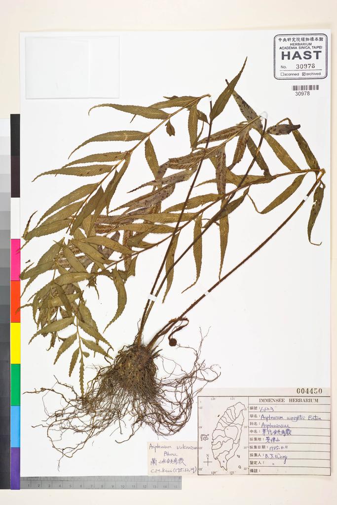<Unit #83562 Wang, Bi-Jao | 王弼昭 | 6123:: | Asplenium vulcanicum Bl.>