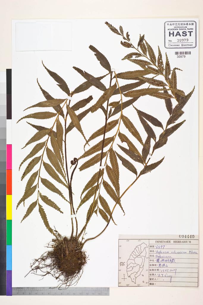 <Unit #83563 Wang, Bi-Jao | 王弼昭 | 6597:: | Asplenium vulcanicum Bl.>