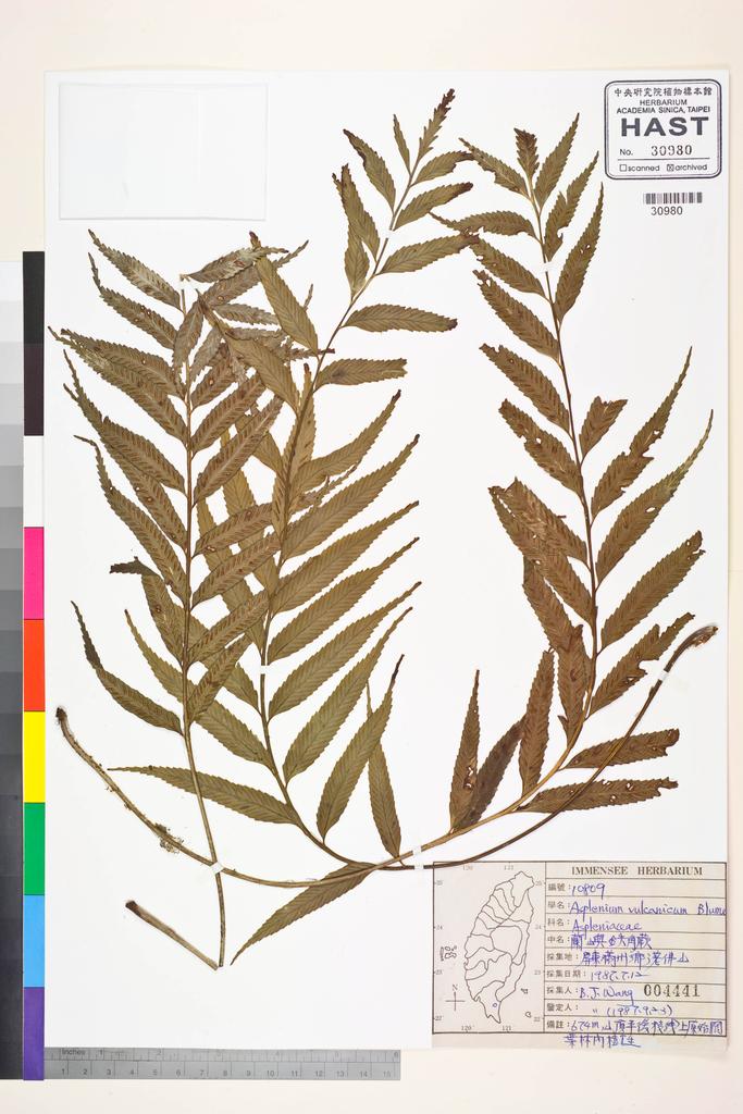 <Unit #83565 Wang, Bi-Jao | 王弼昭 | 10809:: | Asplenium vulcanicum Bl.>