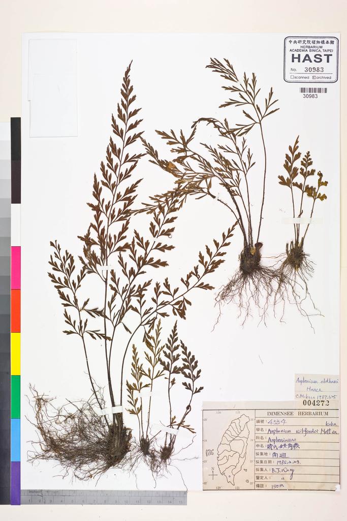<Unit #39954 Wang, Bi-Jao | 王弼昭 | 4334:: | Asplenium oldhami Hance>