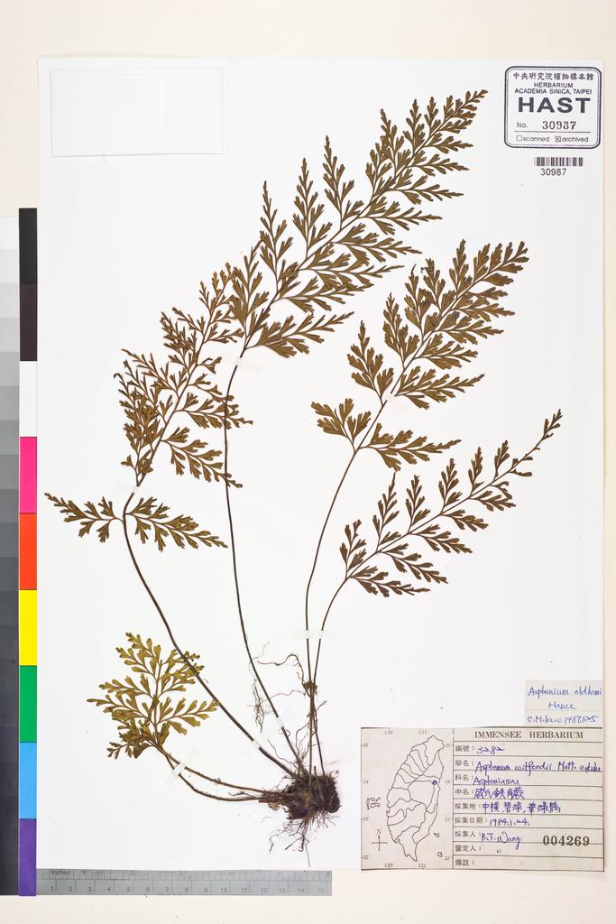 <Unit #84395 Wang, Bi-Jao | 王弼昭 | 3282:: | Asplenium oldhami Hance>