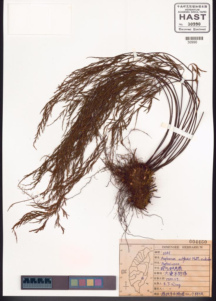 <Unit #83681 Wang, Bi-Jao | 王弼昭 | 1631:: | Asplenium wilfordii Mett. ex Kuhn.>