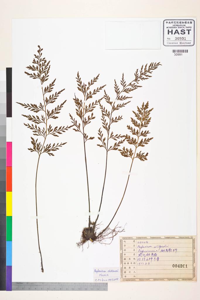 <Unit #84398 Wang, Bi-Jao | 王弼昭 | 4:: | Asplenium oldhami Hance>