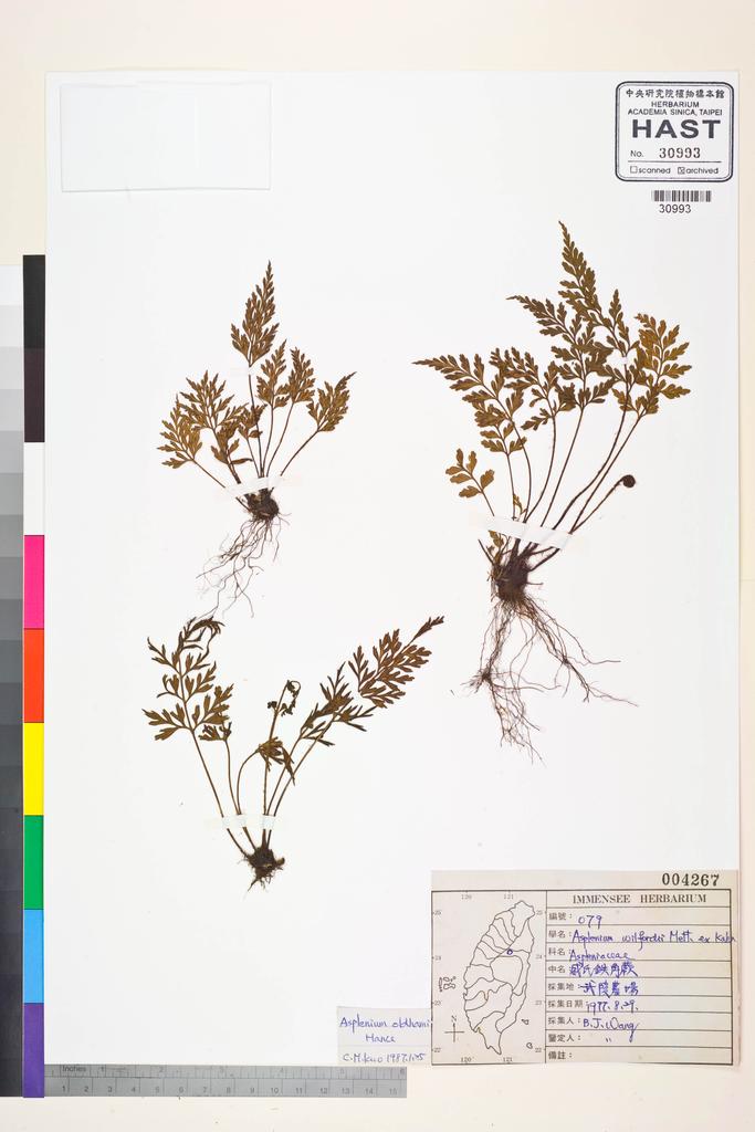 <Unit #36894 Wang, Bi-Jao | 王弼昭 | 79:: | Asplenium oldhami Hance>