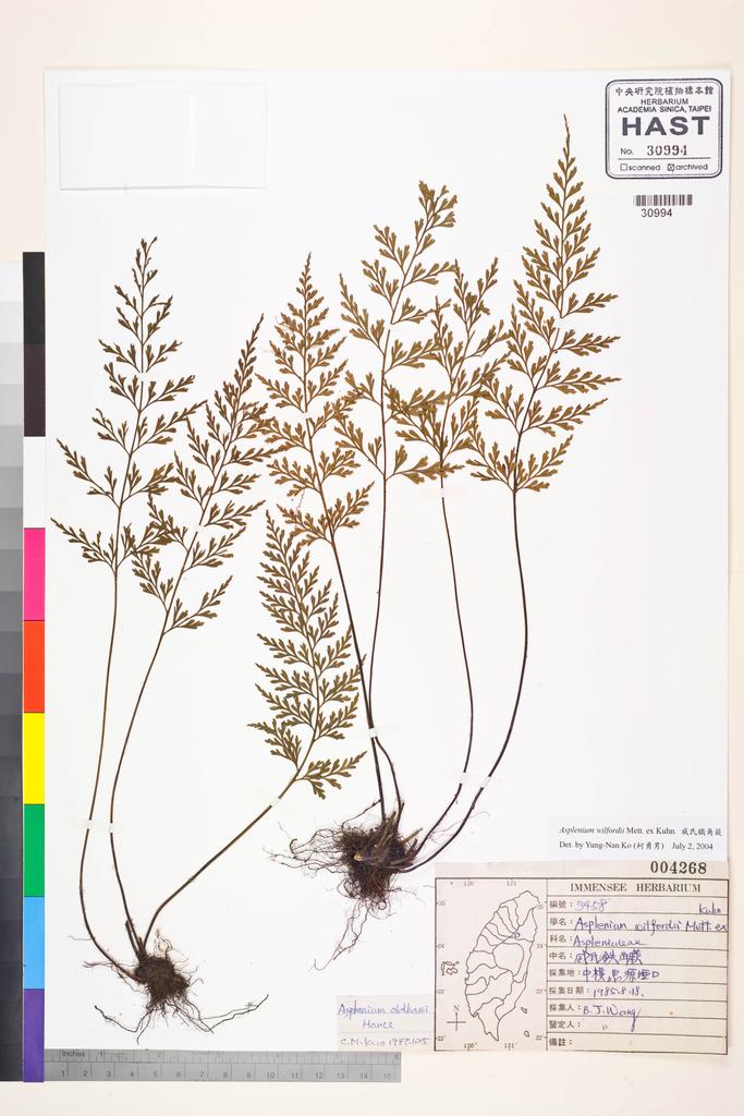 <Unit #83583 Wang, Bi-Jao | 王弼昭 | 5458:: | Asplenium wilfordii Mett. ex Kuhn.>