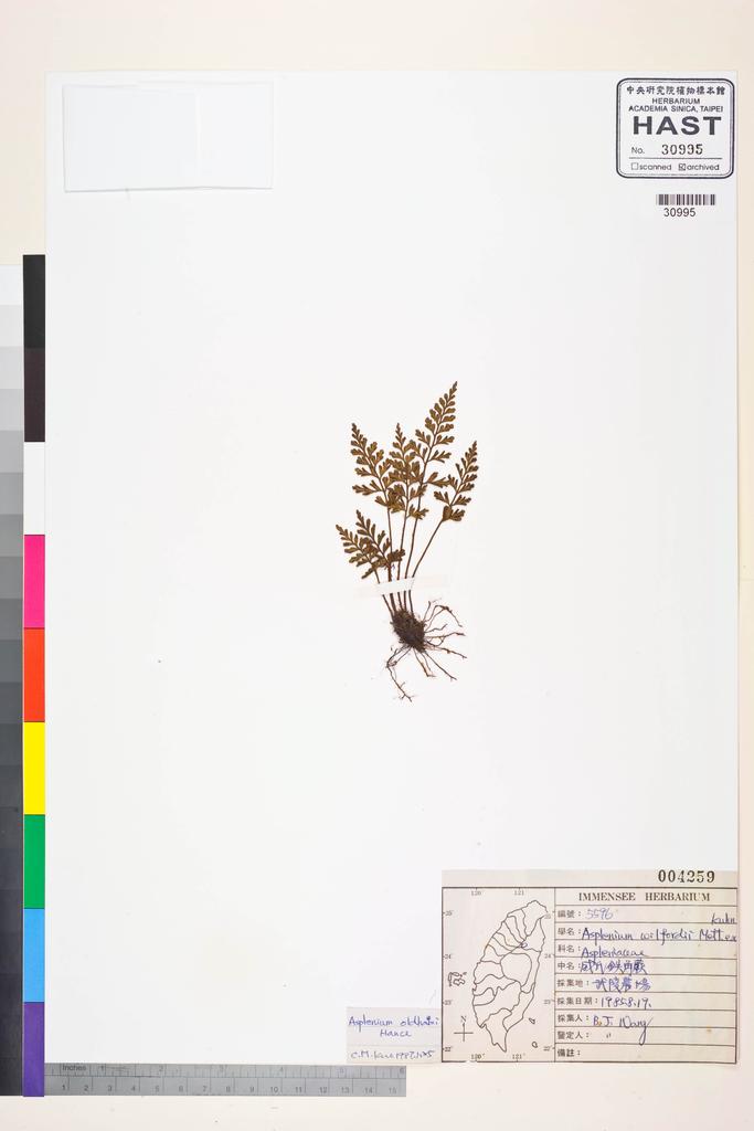 <Unit #84400 Wang, Bi-Jao | 王弼昭 | 5596:: | Asplenium oldhami Hance>