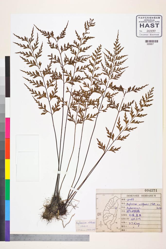 <Unit #84401 Wang, Bi-Jao | 王弼昭 | 3288:: | Asplenium oldhami Hance>