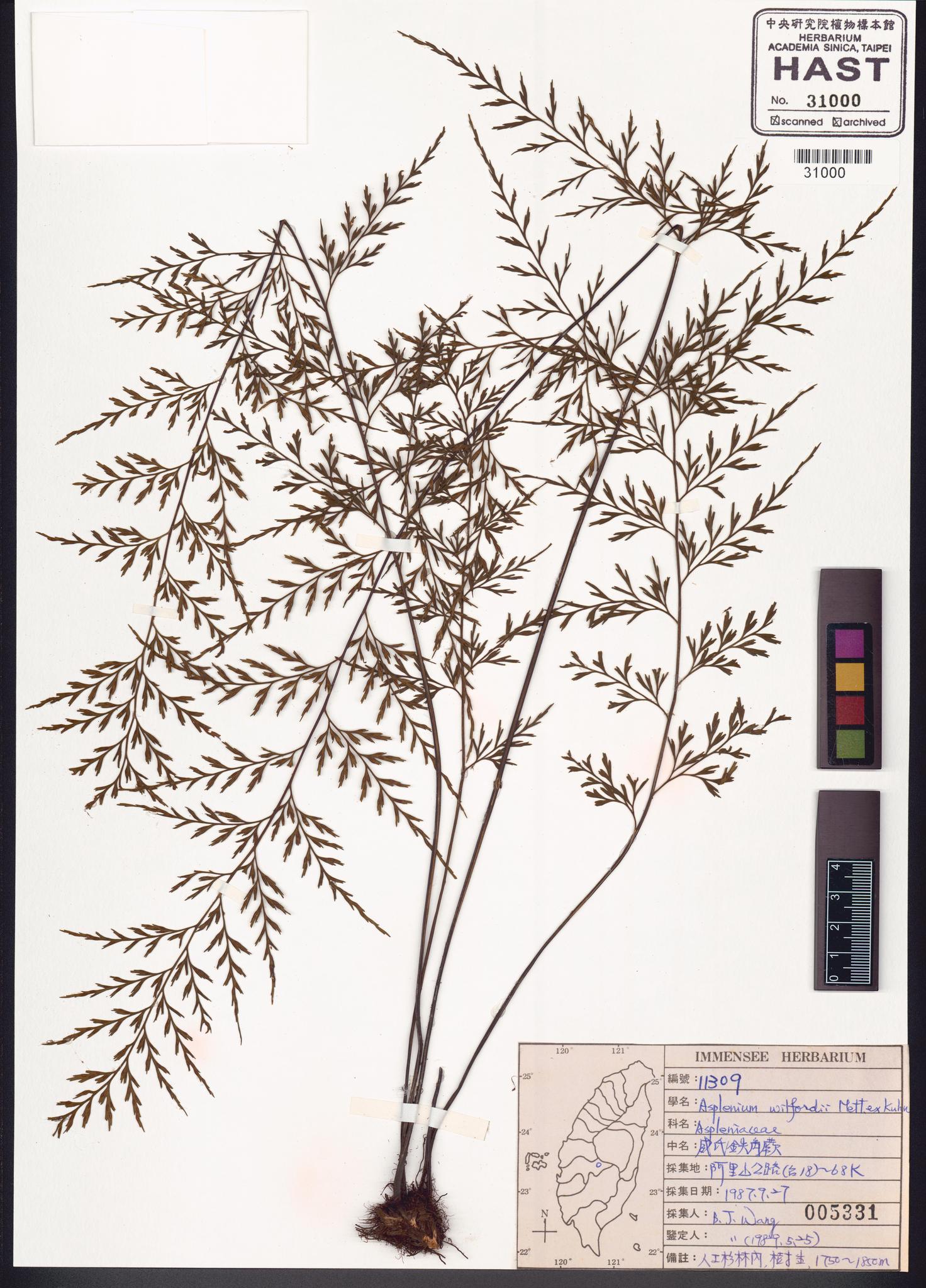 Sample image for viewer