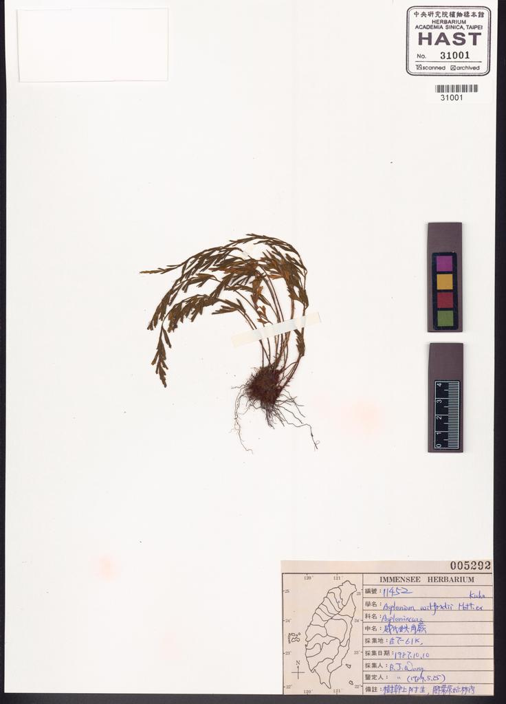 <Unit #83678 Wang, Bi-Jao | 王弼昭 | 11452:: | Asplenium wilfordii Mett. ex Kuhn.>