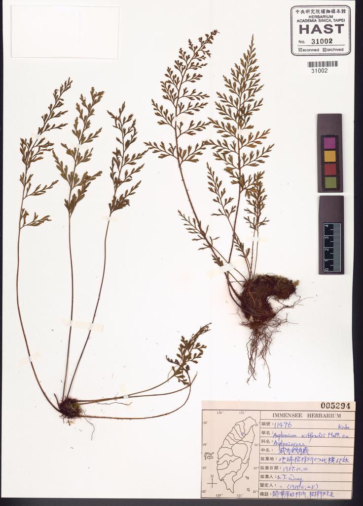 <Unit #83679 Wang, Bi-Jao | 王弼昭 | 11496:: | Asplenium wilfordii Mett. ex Kuhn.>