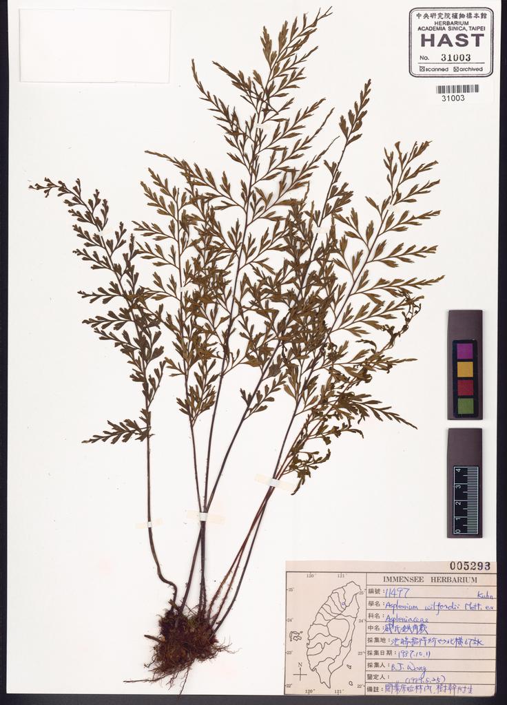 <Unit #83675 Wang, Bi-Jao | 王弼昭 | 11497:: | Asplenium wilfordii Mett. ex Kuhn.>