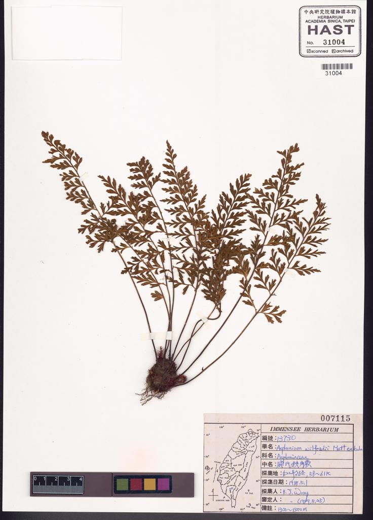 <Unit #83674 Wang, Bi-Jao | 王弼昭 | 13730:: | Asplenium wilfordii Mett. ex Kuhn.>