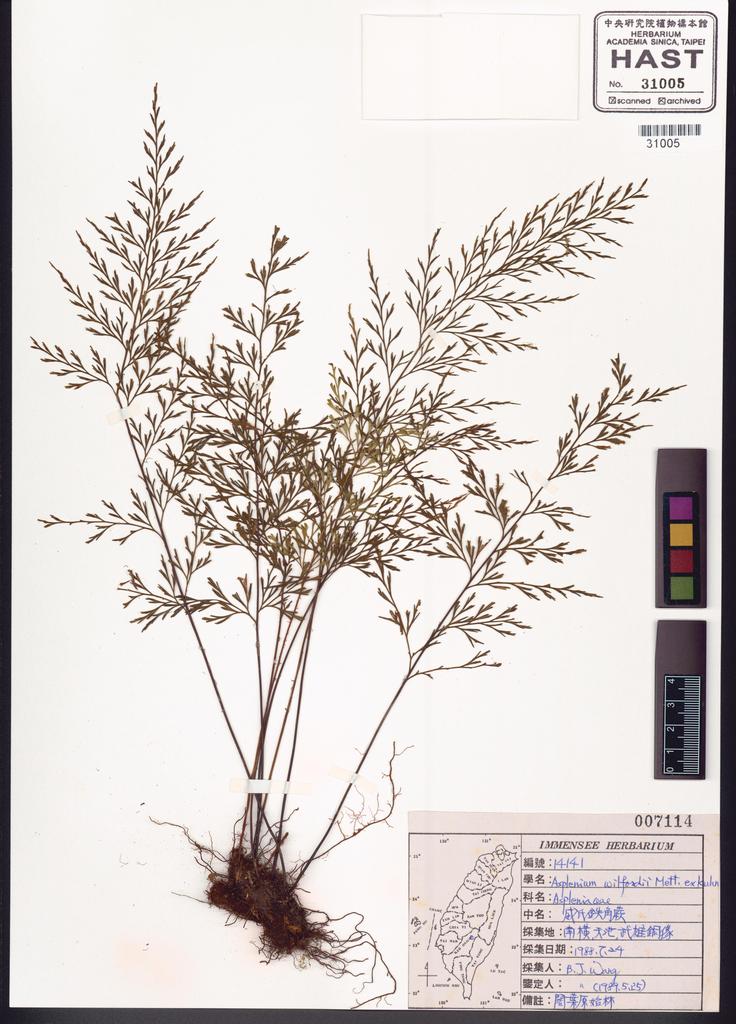 <Unit #83673 Wang, Bi-Jao | 王弼昭 | 14141:: | Asplenium wilfordii Mett. ex Kuhn.>