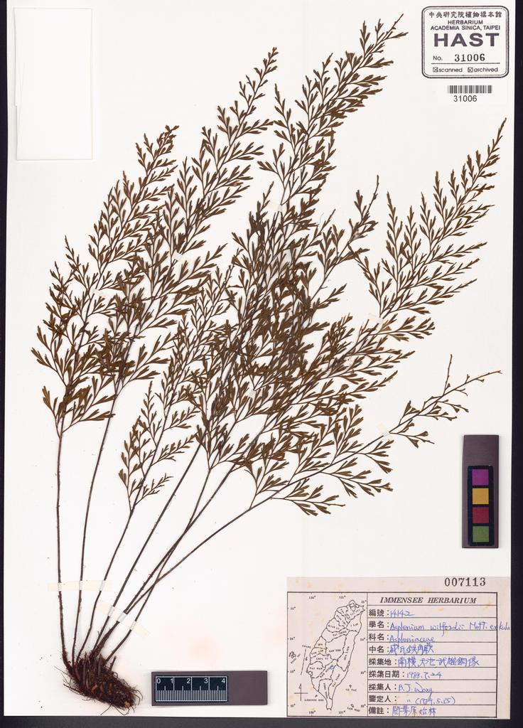<Unit #83672 Wang, Bi-Jao | 王弼昭 | 14142:: | Asplenium wilfordii Mett. ex Kuhn.>