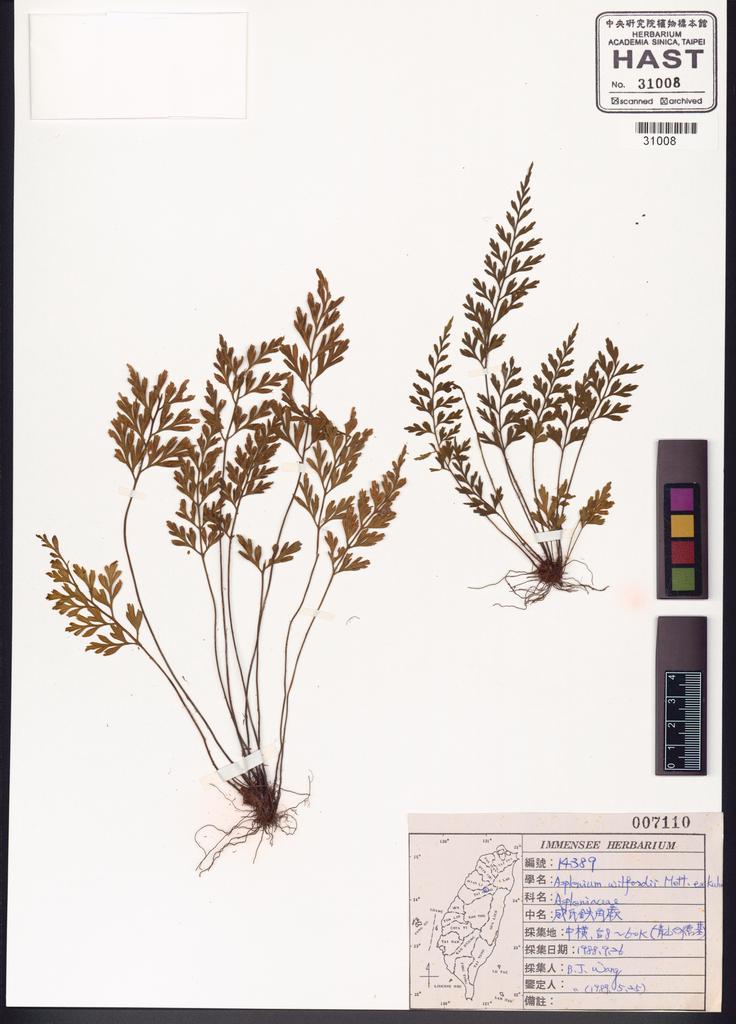 <Unit #83668 Wang, Bi-Jao | 王弼昭 | 14389:: | Asplenium wilfordii Mett. ex Kuhn.>