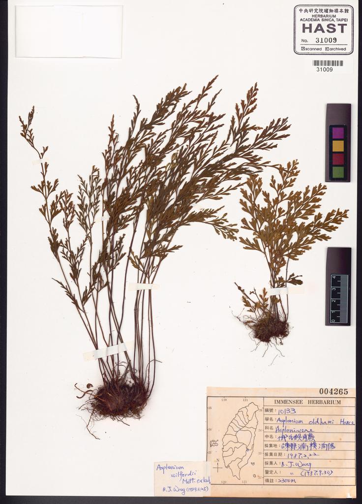 <Unit #83667 Wang, Bi-Jao | 王弼昭 | 10133:: | Asplenium wilfordii Mett. ex Kuhn.>