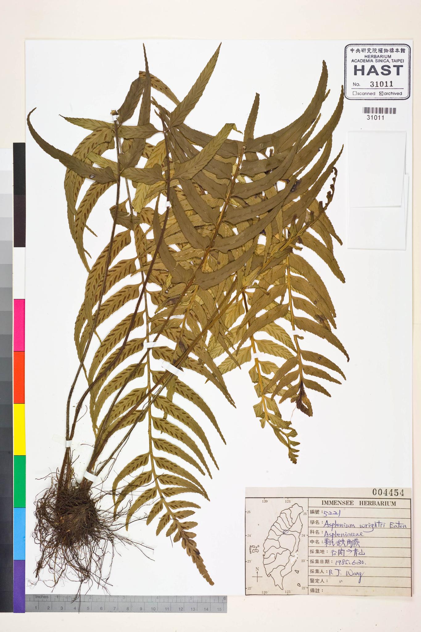 Sample image for viewer