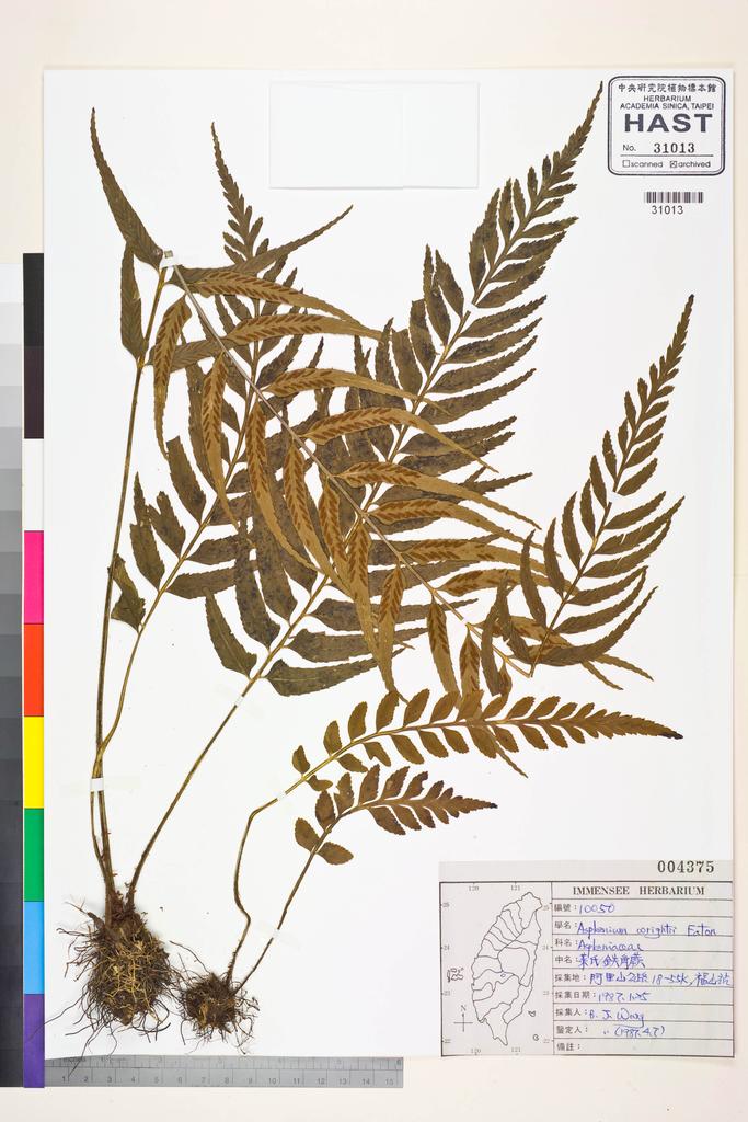 <Unit #83688 Wang, Bi-Jao | 王弼昭 | 10050:: | Asplenium wrightii Eaton ex Hook.>