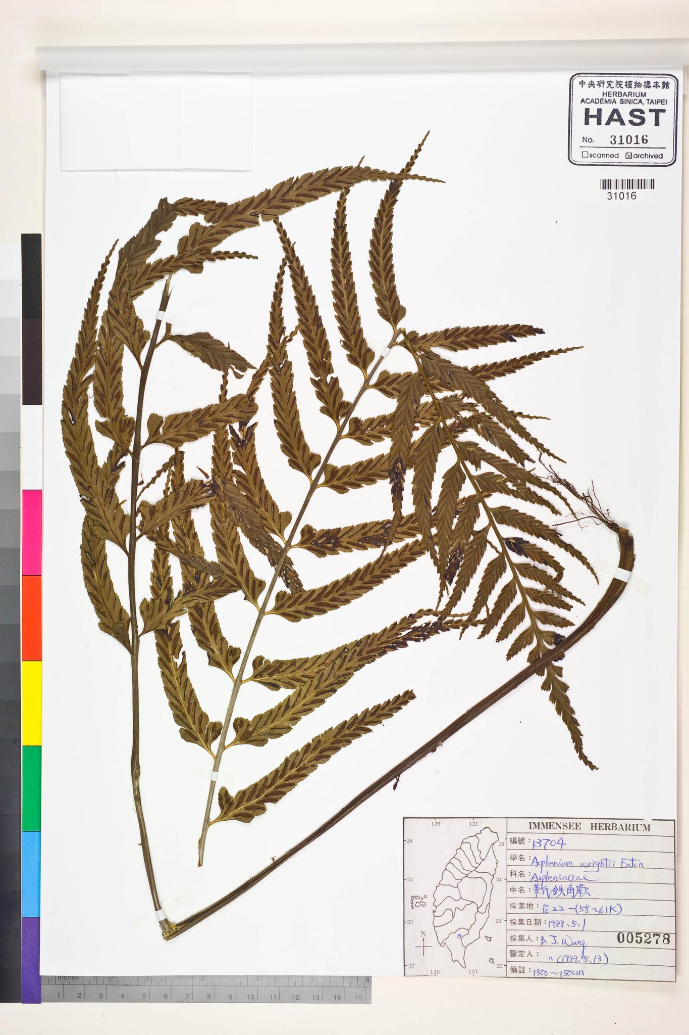 Sample image for viewer