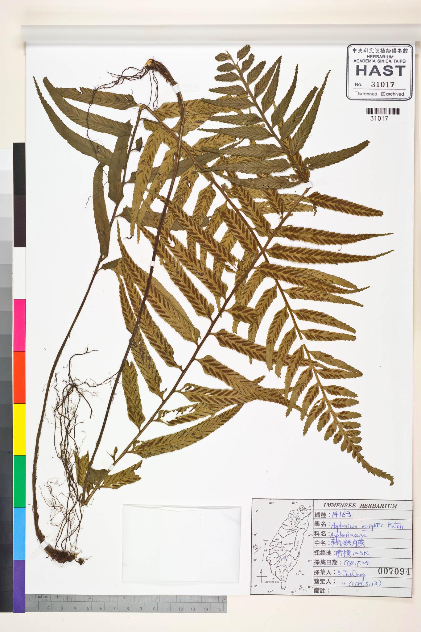 Sample image for viewer