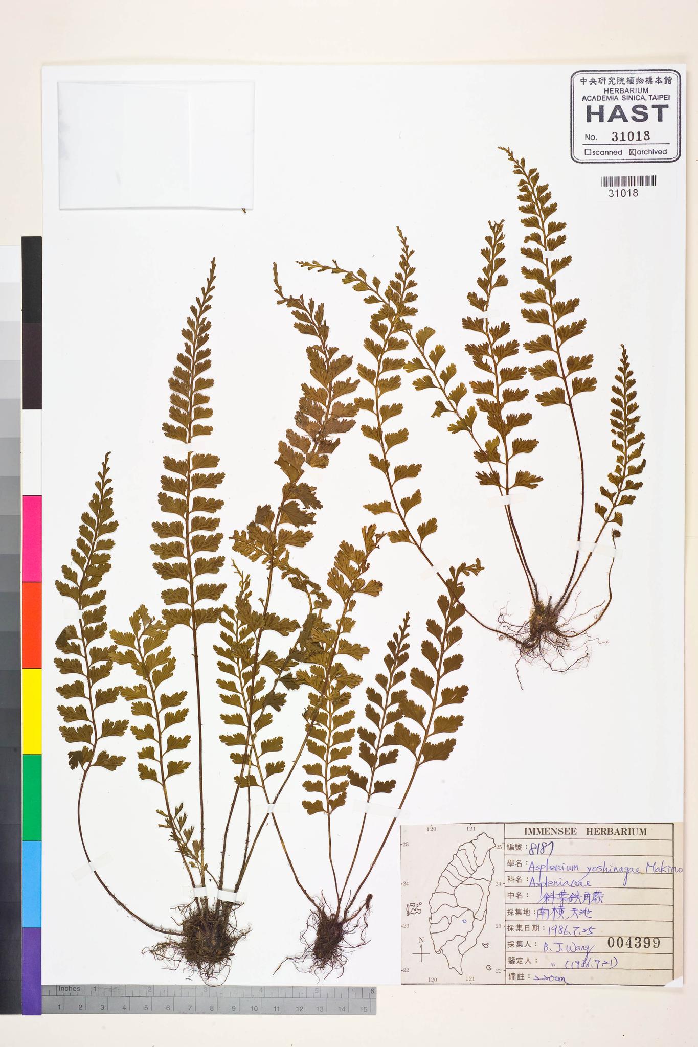 Sample image for viewer