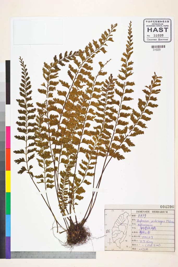 <Unit #83779 Wang, Bi-Jao | 王弼昭 | 8877:: | Asplenium yoshinagae Makino>
