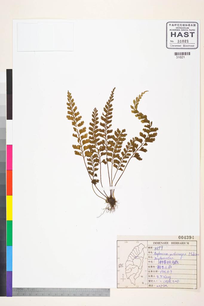 <Unit #83778 Wang, Bi-Jao | 王弼昭 | 8879:: | Asplenium yoshinagae Makino>