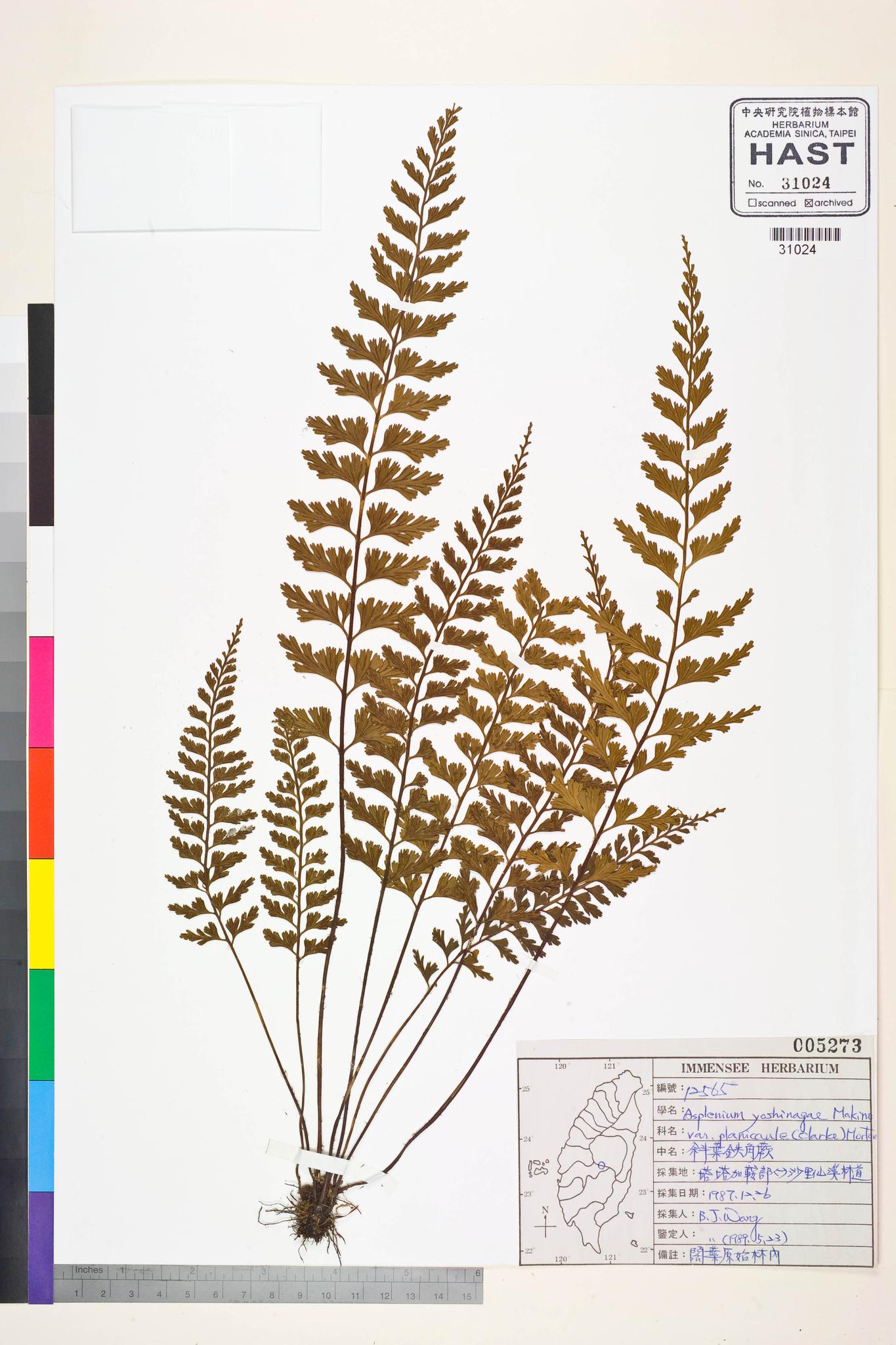 Sample image for viewer