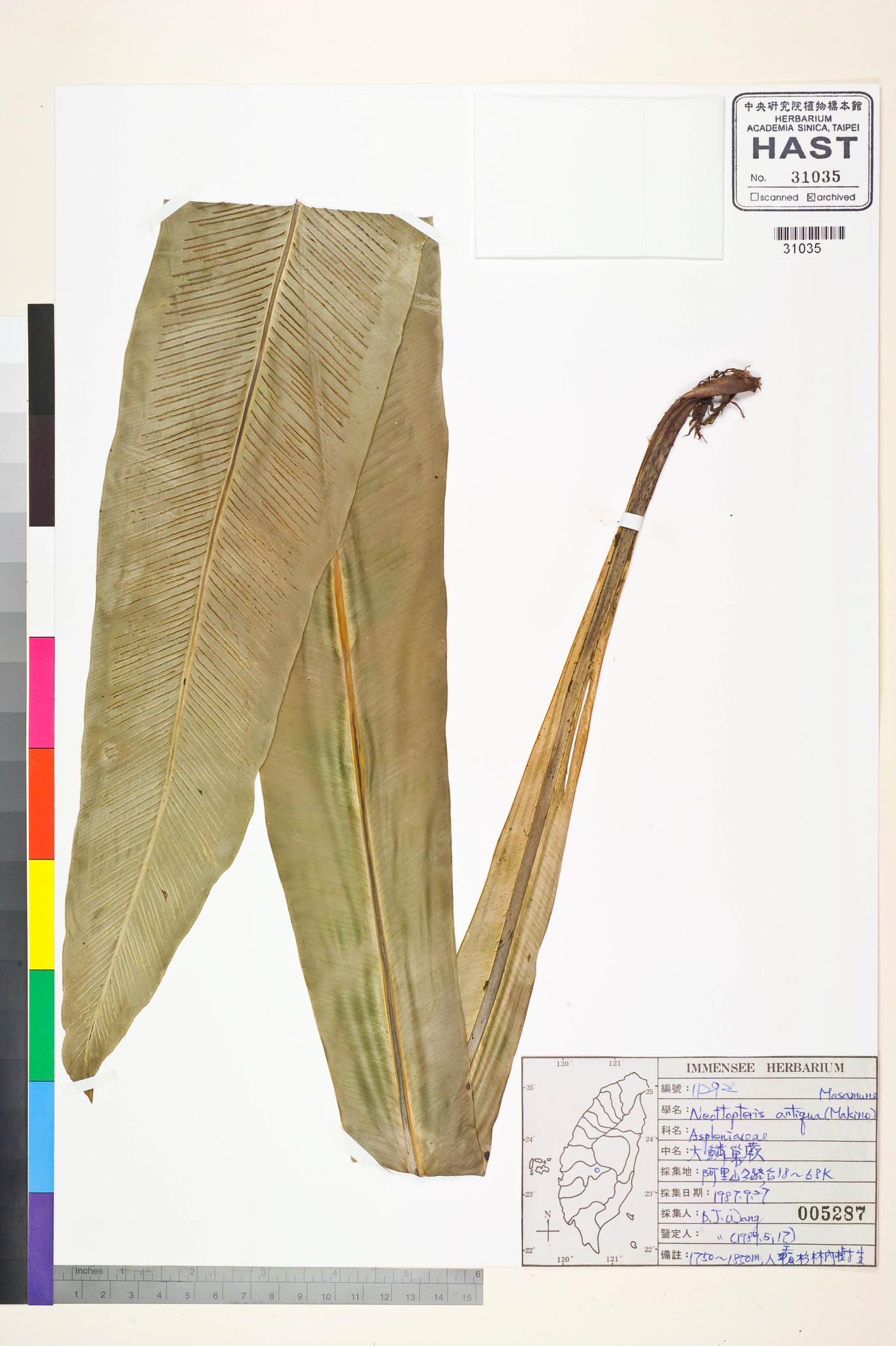 Sample image for viewer