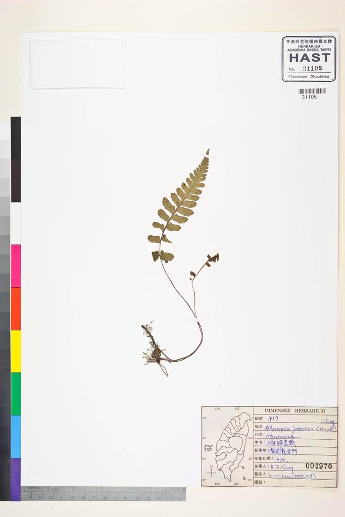 <Unit #38305 Wang, Bi-Jao | 王弼昭 | 817:: | Athyriopsis japonica (Thunb.) Ching>