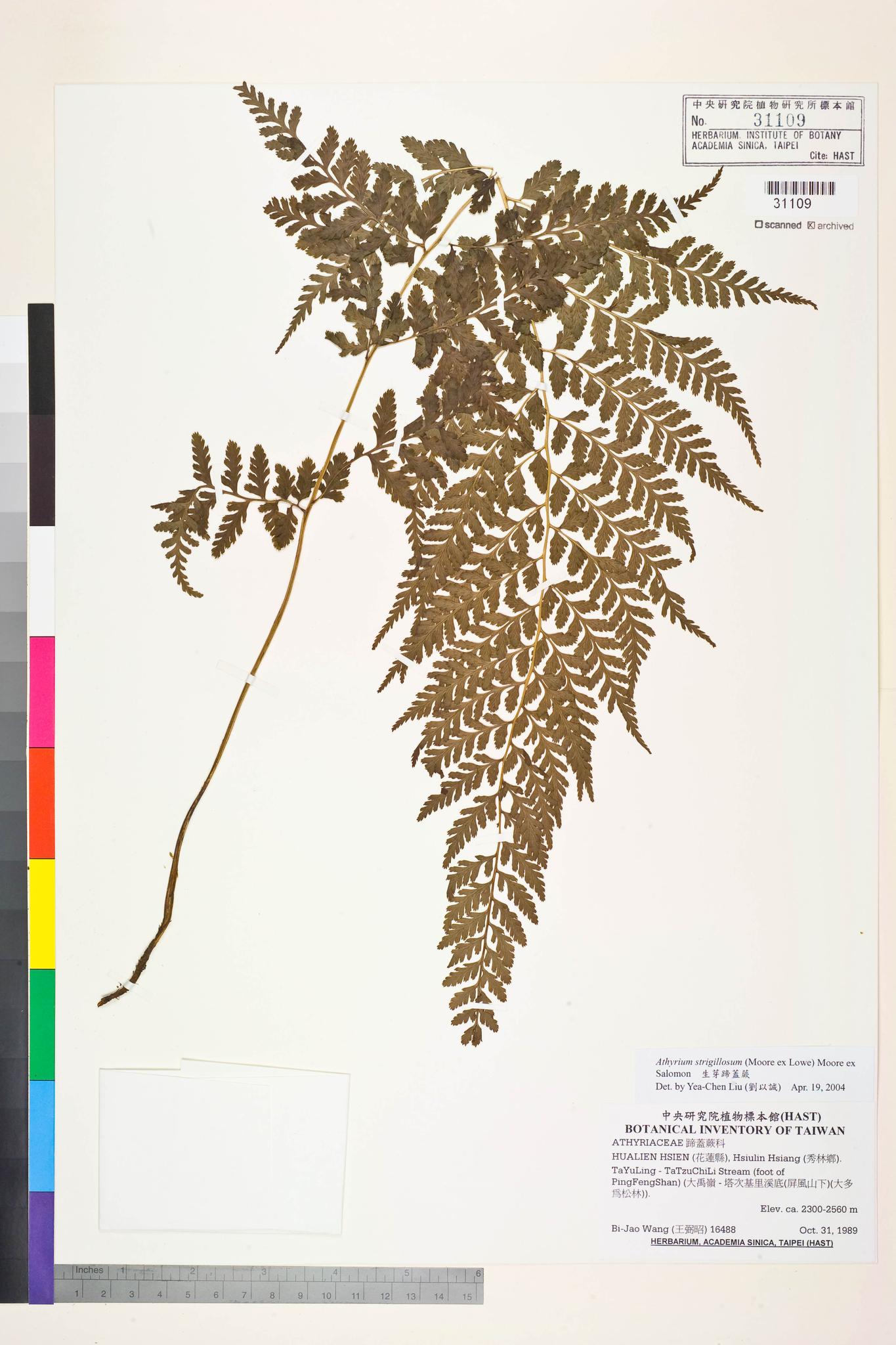 Sample image for viewer