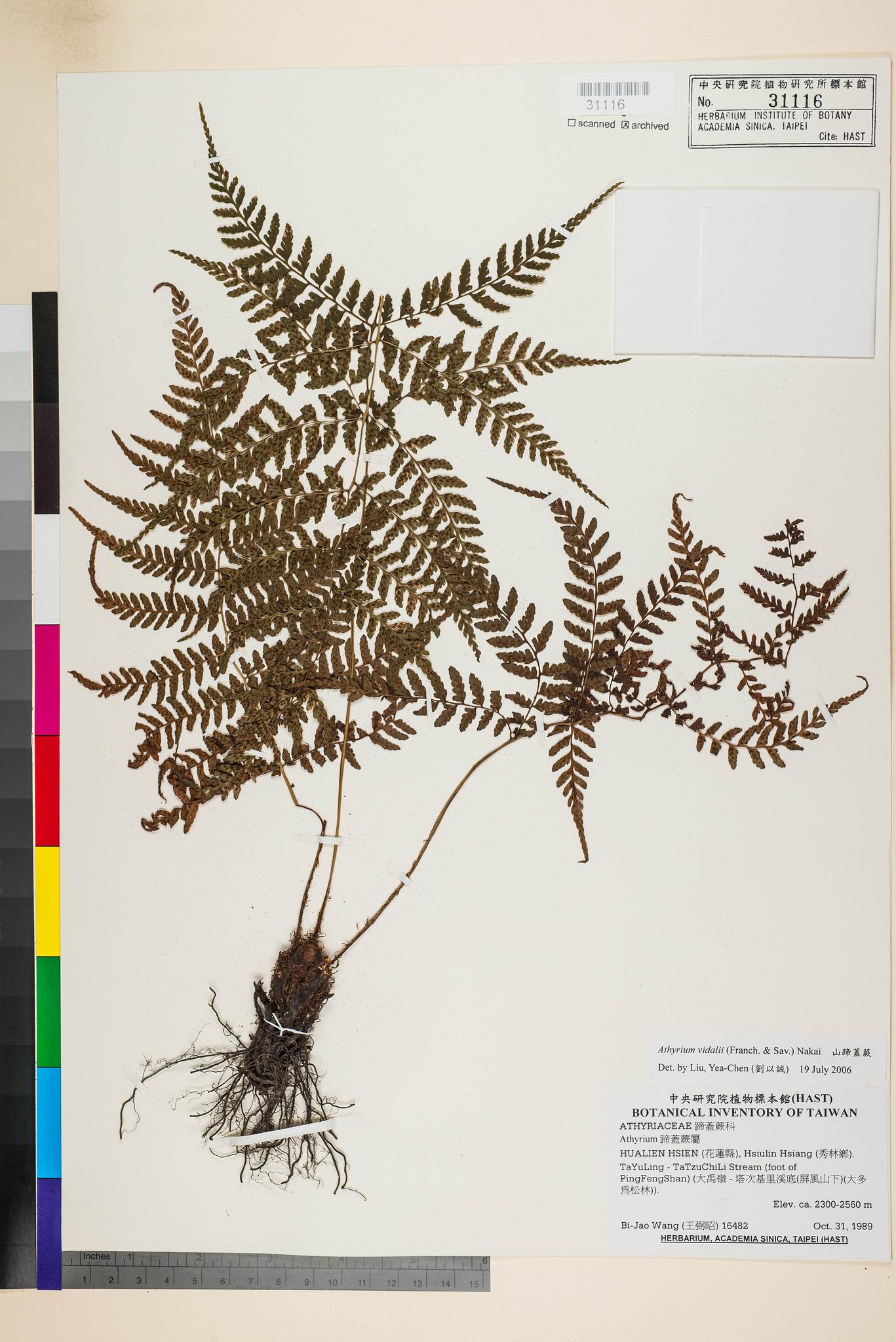 Sample image for viewer