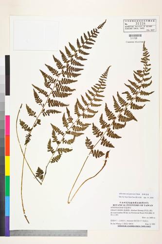 Athyrium anisopterum Christ