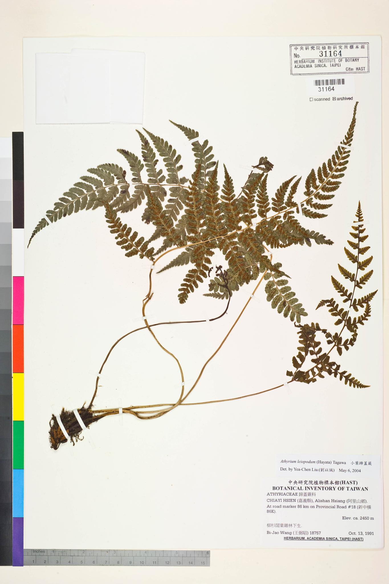 Sample image for viewer