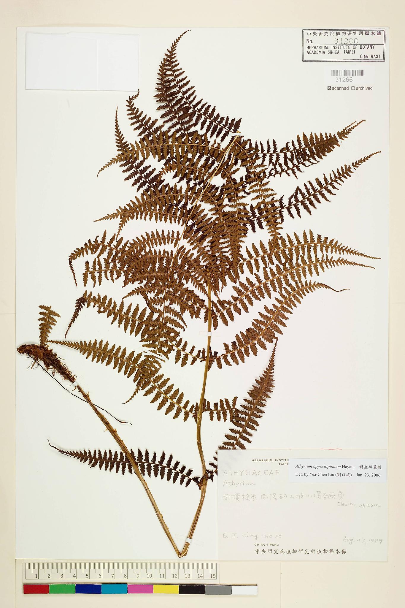 Sample image for viewer