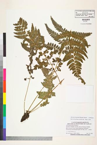 Athyrium leiopodum (Hayata) Tagawa